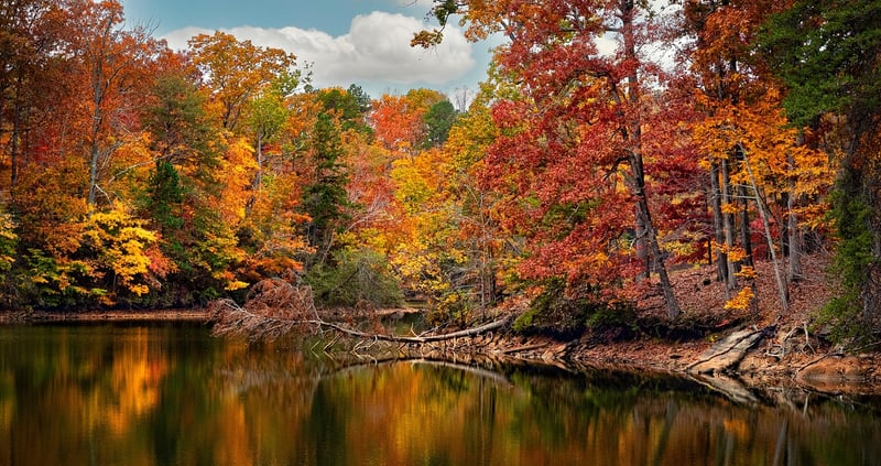 Rustic Woodland Charm